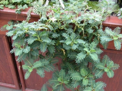 Aeschynomene fluitans