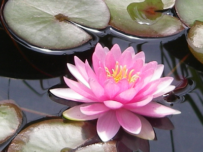 L'eau plante I I étang Plante étiage ressemble à notre Nénuphar. Lotus-Fleur 