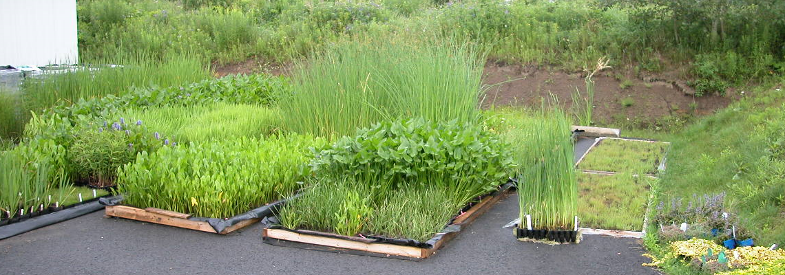 Production de plantes aquatiques indigènes et naturalisées (hydrophytes et hélophytes)